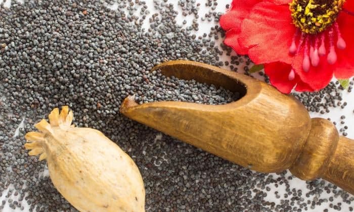 Poppy seeds: Drugs or spices