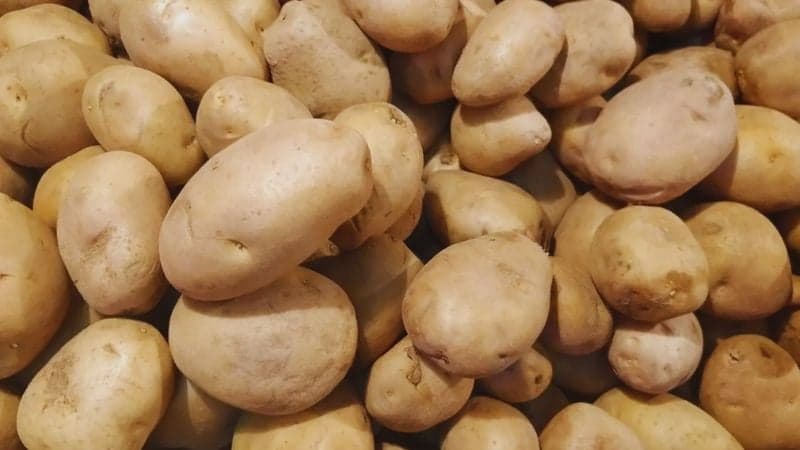 468 tonnes of potatoes imported from India thru Benapole