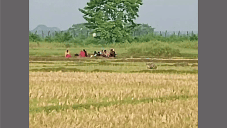 BGB foils BSF push-in bid at Benapole border