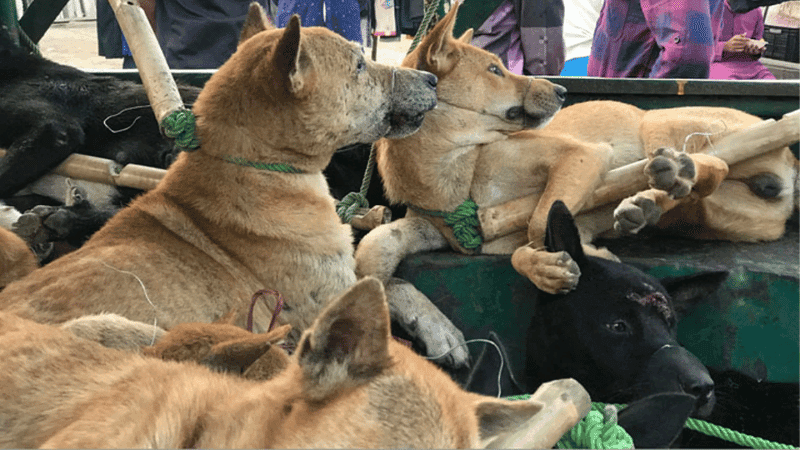 Dogs smuggled from Rangamati to Mizoram, sold for 10-12 thousand Tk
