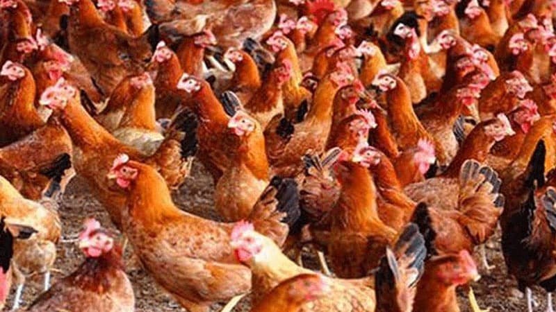 Antibiotic-resistant bacteria found in Sonali chicken meat in Bangladesh: Study