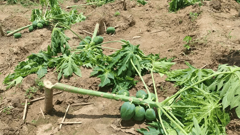 800 fruit-bearing papaya trees cut down in Rangamati overnight