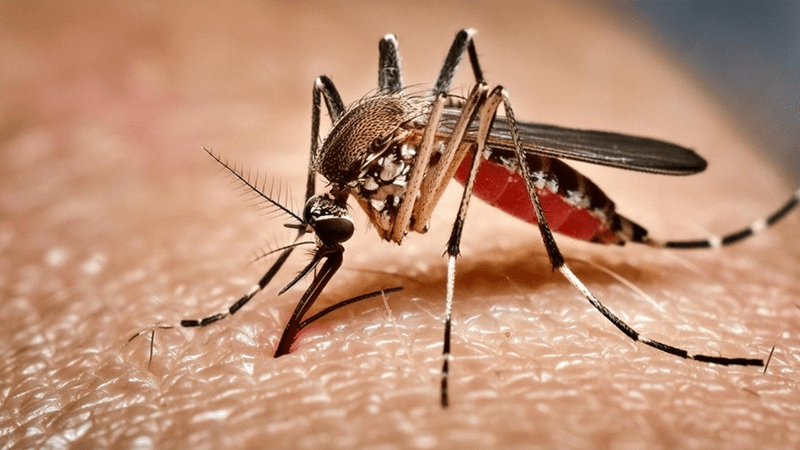 Dengue claims 2 more lives, 392 hospitalised in 24 hrs