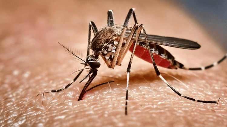 2 more die from dengue in 24 hrs