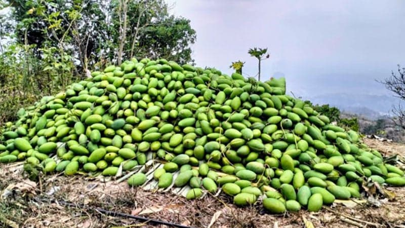 তাপপ্রবাহ ও খরায় বান্দরবানে এবার আমের ফলনে বিপর্যয়ের আশঙ্কা