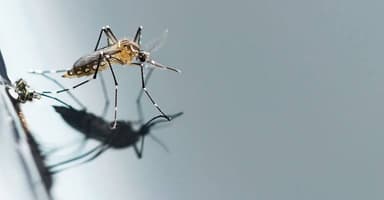 DU researchers develop AI-powered device to identify Aedes mosquitoes