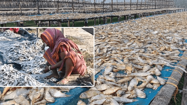 Dried Fish export ban to Bangladesh imperils thousands in India