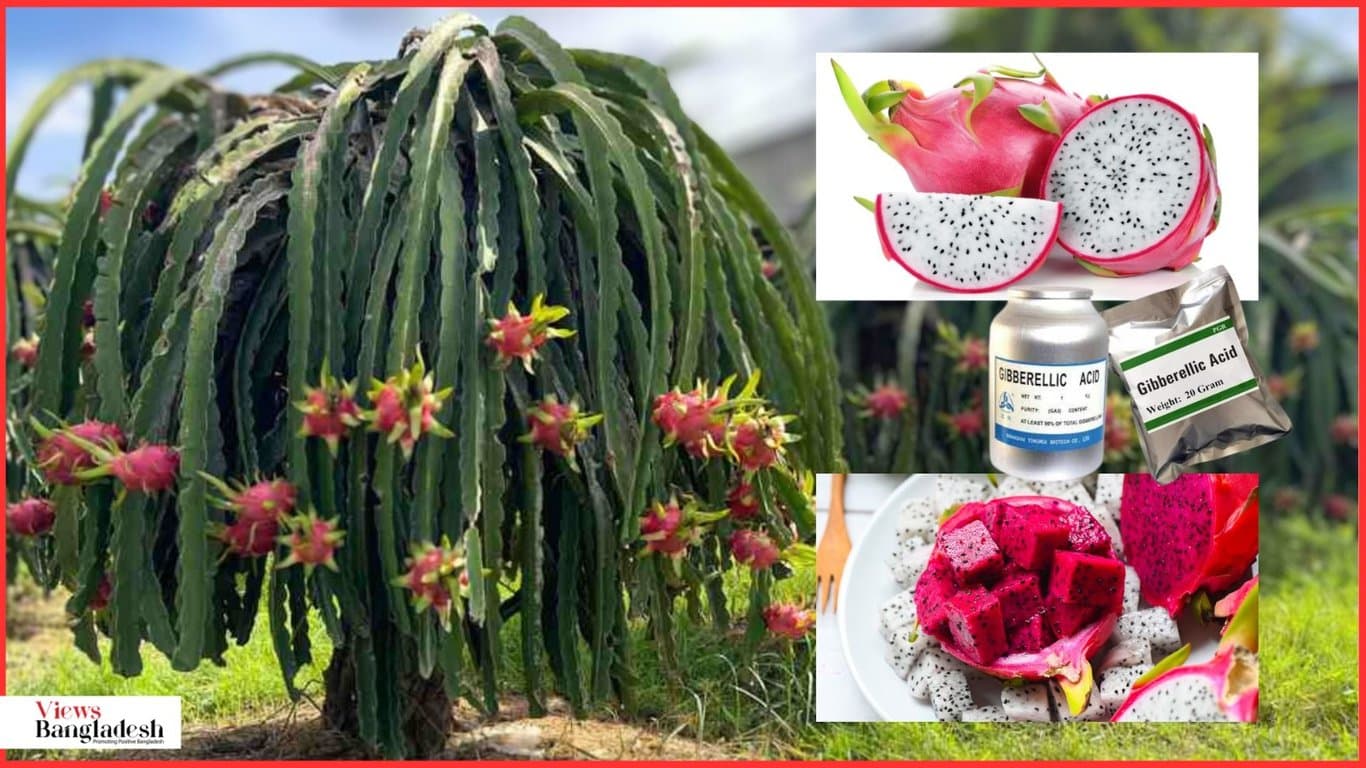 Large dragon fruit poses no danger to health