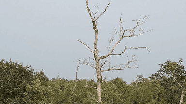 39 percent of sundari trees in sundarbans affected by top-dying disease, concern rising