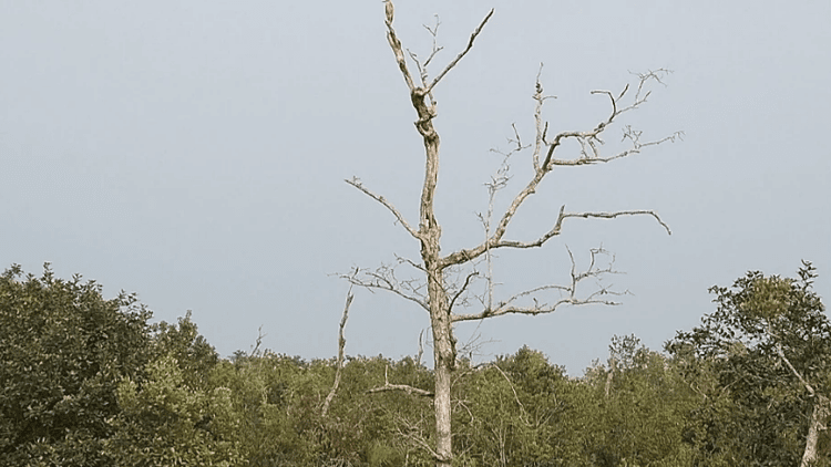 39 percent of sundari trees in sundarbans affected by top-dying disease, concern rising