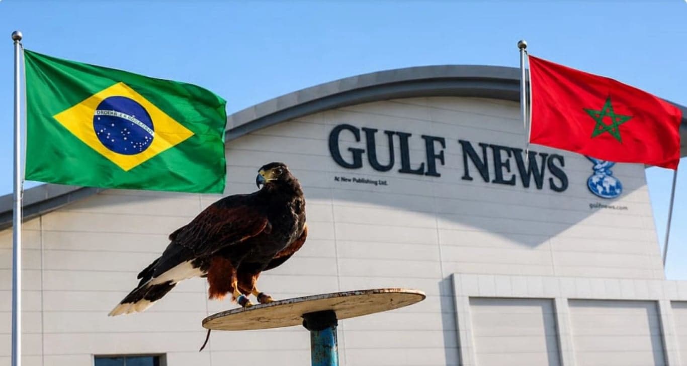 Falcon ‘Shock the Hawk’ steals World Cup spotlight after two correct prediction