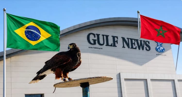 Falcon ‘Shock the Hawk’ steals World Cup spotlight after two correct prediction