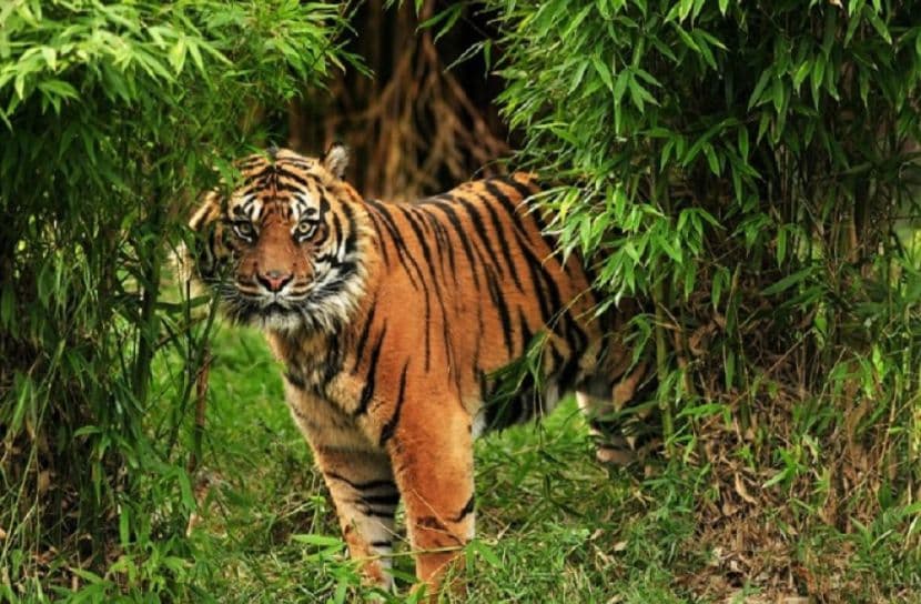 Three-month entry ban in Sundarbans from Monday for breeding season