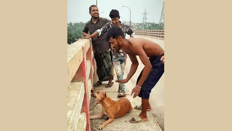 Youth held in Narsingdi for throwing dog into river with brick tied to its neck