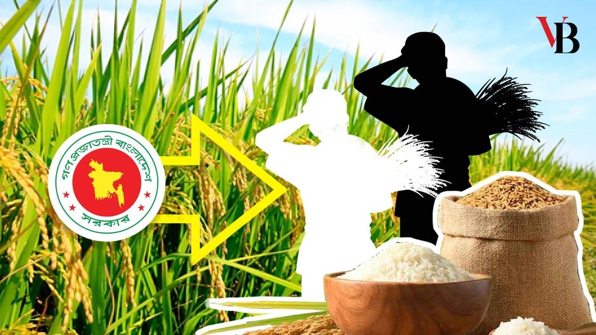 বোরোর উৎপাদন মৌসুম, ধান-চাল সংগ্রহ অভিযান ও খাদ্য নিরাপত্তা