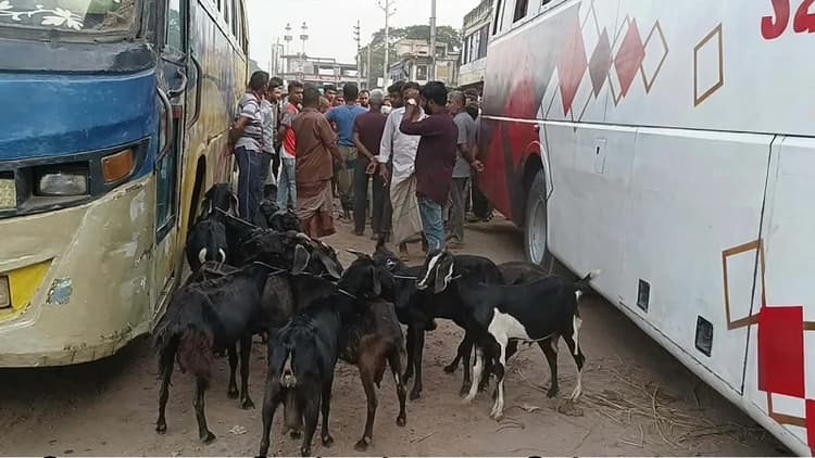 Four fined for transporting goats inhumanly in bus luggage box in Jhenaidah