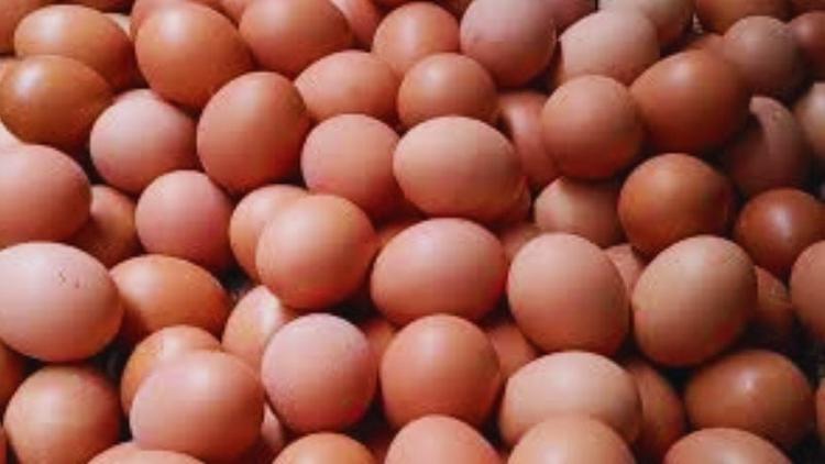 Govt permits import of 18.8 cr eggs to stabilize market