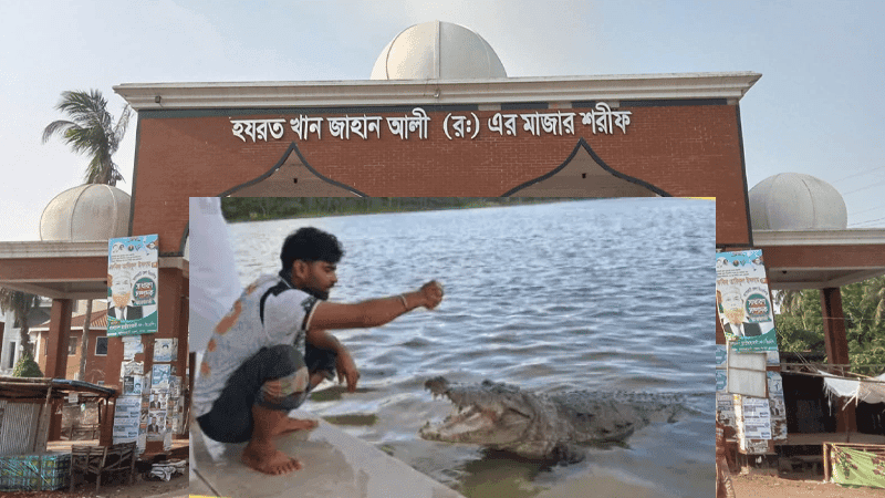 Crocodile earlier dragged 2 people into shrine's pond