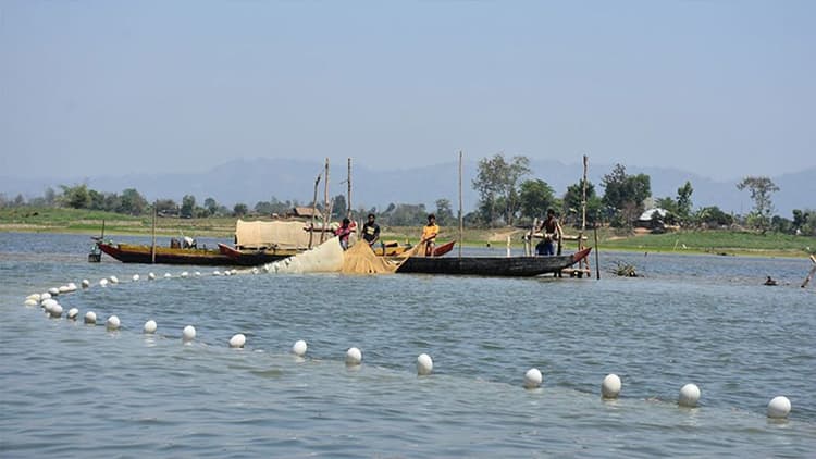 Kaptai Lake sees bumper fish haul, 310 tonnes in 2 days