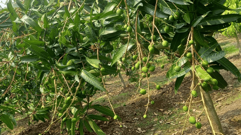 Rajshahi sets mango production target at 1.198 million metric tonnes