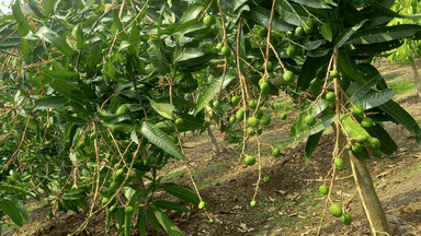 Rajshahi sets mango production target at 1.198 million metric tonnes