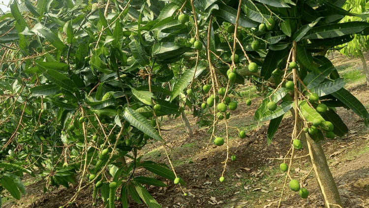 Rajshahi sets mango production target at 1.198 million metric tonnes