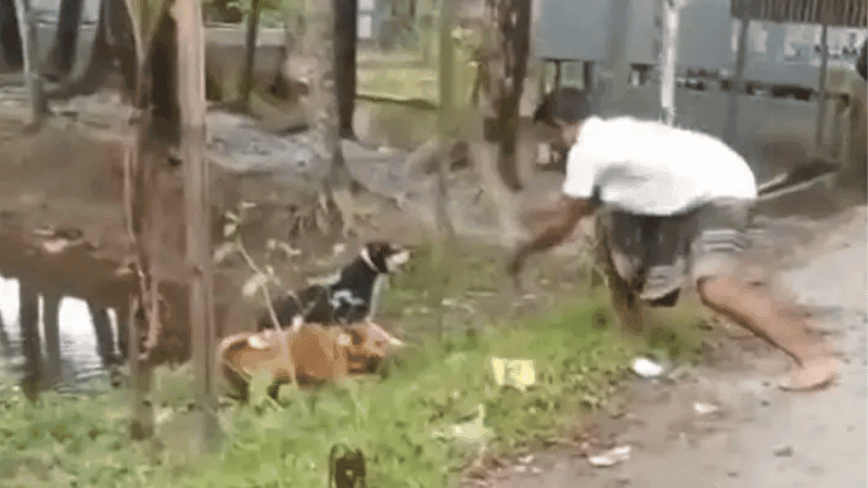 Two fined Tk 20,000 for beating pet dogs to death in Patuakhali