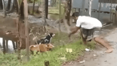 Two fined Tk 20,000 for beating pet dogs to death in Patuakhali