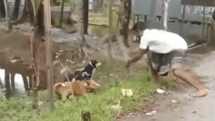 Two fined Tk 20,000 for beating pet dogs to death in Patuakhali