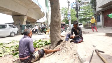 30 mahogany trees cut for road expansion in Rajshahi