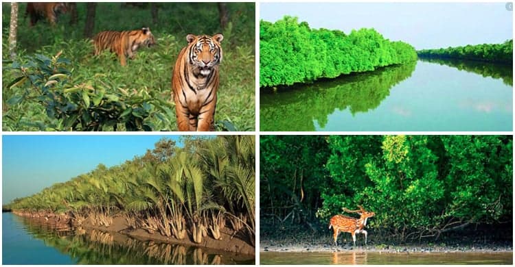 Save Sundarbans from disaster