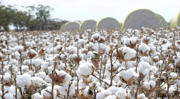 Govt incentive for cotton cultivation for first time