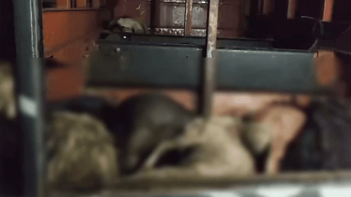 47 goats die of suffocation in bus luggage compartment