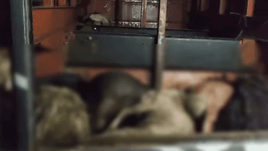 47 goats die of suffocation in bus luggage compartment