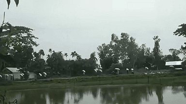 Farmers take away 202 bags of fertilizer after breaking warehouse door in Kurigram