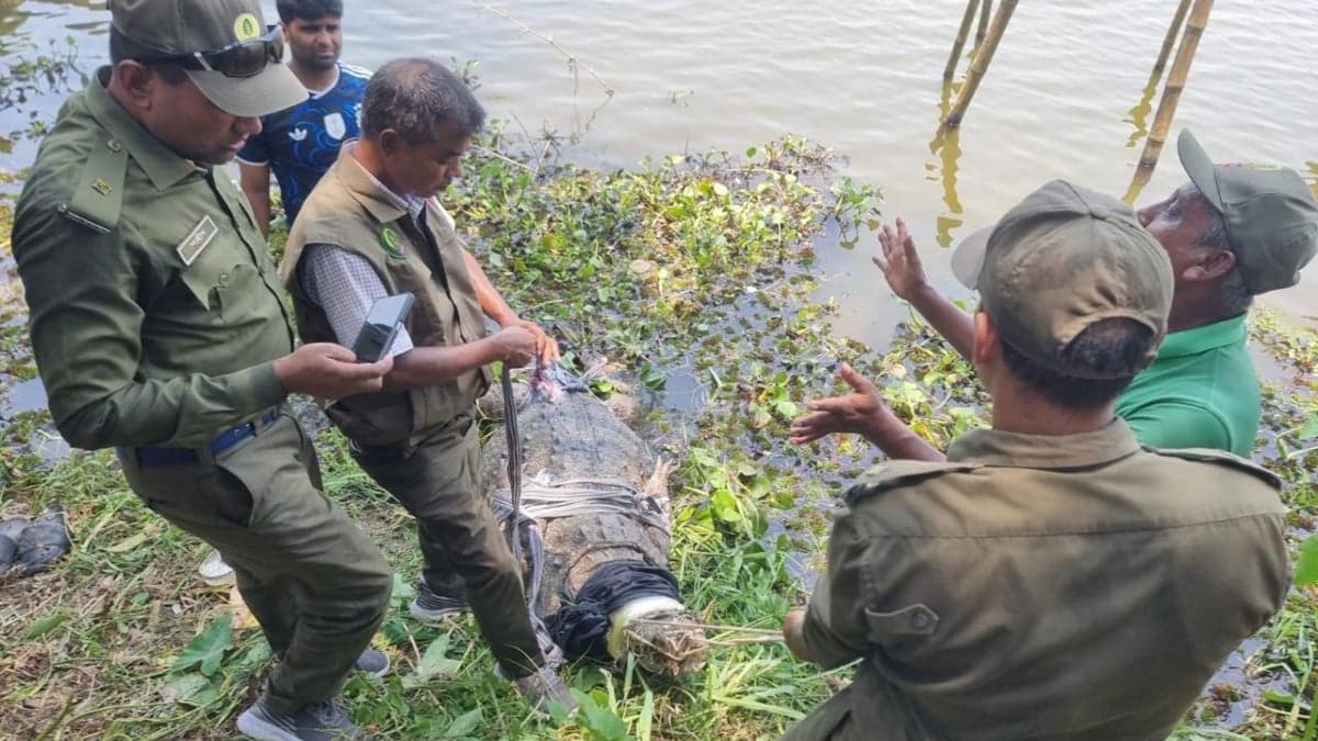 Khan Jahan Ali Shrine Chief Khadem demands return of crocodile