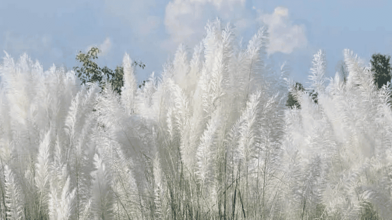 Where to catch beauty of autumn’s white Kash flowers near Dhaka