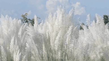 Where to catch beauty of autumn’s white Kash flowers near Dhaka