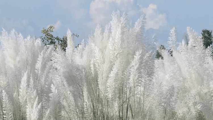 Where to catch beauty of autumn’s white Kash flowers near Dhaka