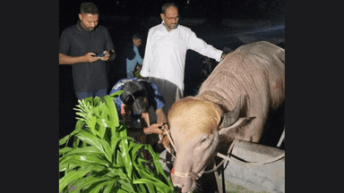Albino buffalo known as 'Donald Trump' now at Mirpur Zoo