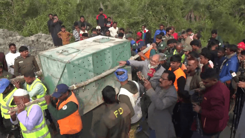 Bengal tiger rescued from deer poachers’ trap in Sundarbans after 24hrs