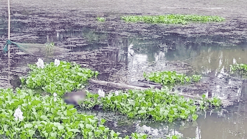 2 bodies recovered from Maheshpur border area within 72 hours