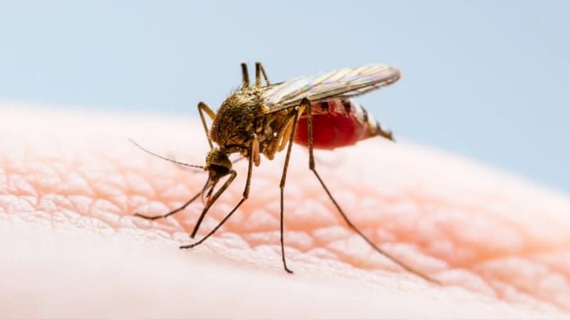 3 more die from dengue in last 24 hrs