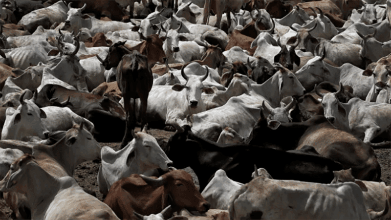 West Bengal government makes fit certificate mandatory for animal slaughter