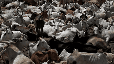 West Bengal government makes fit certificate mandatory for animal slaughter