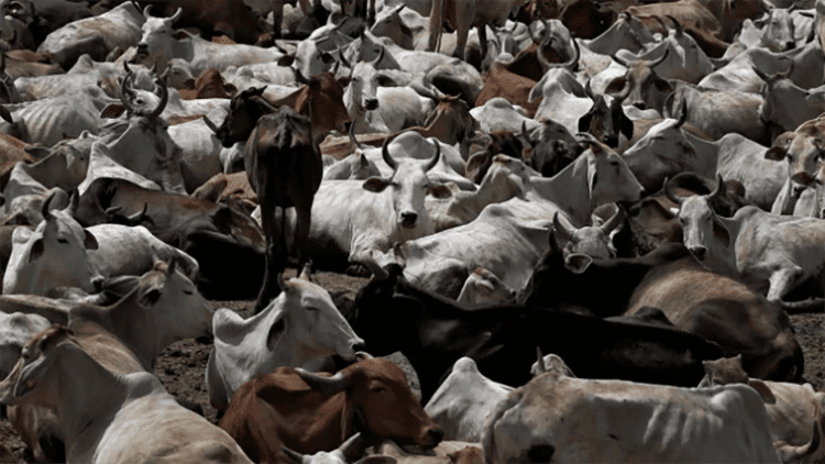West Bengal government makes fit certificate mandatory for animal slaughter