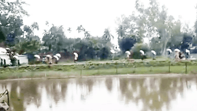115 of 197 fertiliser sacks recovered after farmers' protest in Kurigram