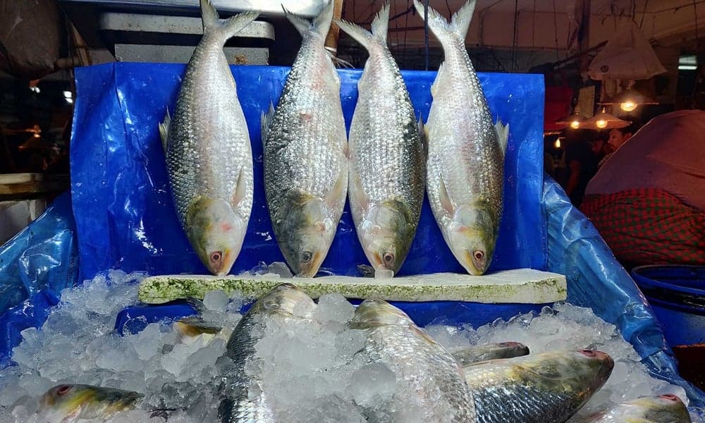Bangladesh to send 3000 tonnes of hilsa to India