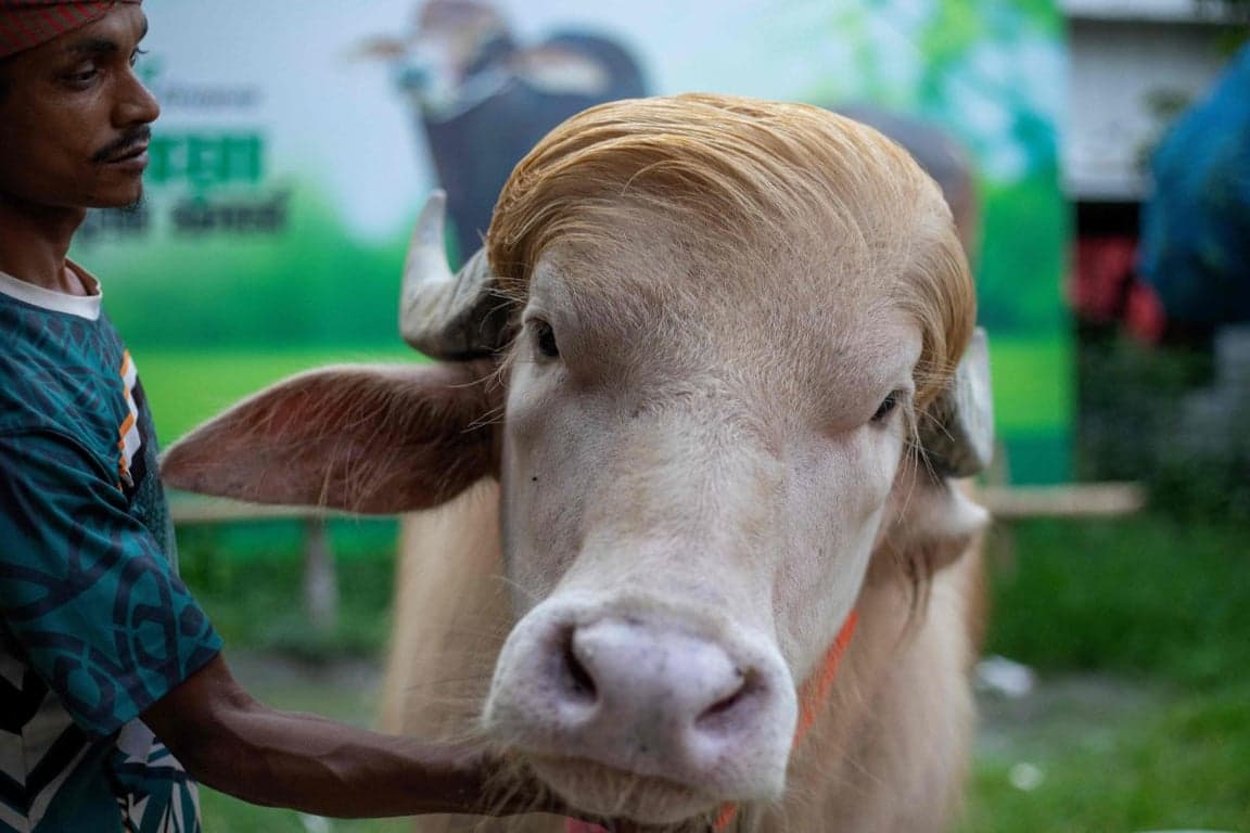 'Donald Trump' the buffalo to be kept at national zoo