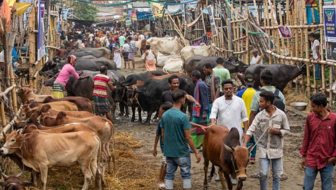Big cows see low demand, Eid markets buzzing with sales despite shortage of small animals